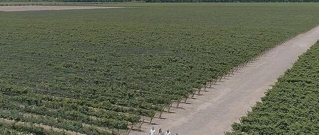 Trivento Syrah Malbec 2008