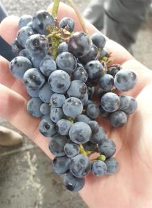 Uvas de Cabernet Franc