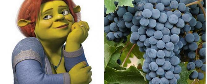 Bonarda Argentina. De Cenicienta a Princesa Fiona