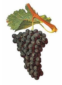 #Quesecepa más de Pinot Noir 2 #Quesecepa más de Pinot Noir