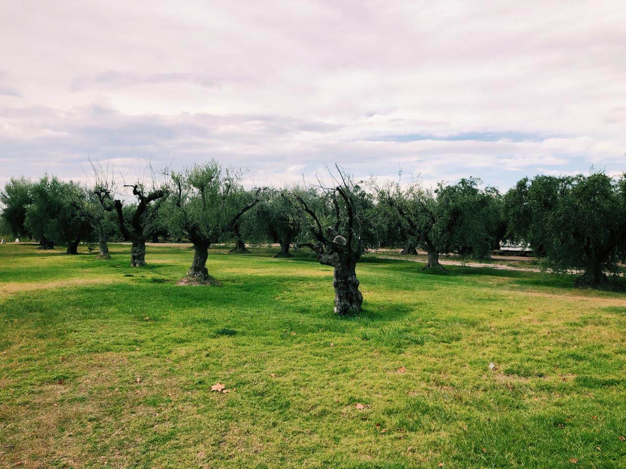 Olivícola Laur y Acetaia Millán. Mendoza es la tierra de sol, del buen vino y también del aceite de oliva y aceto balsámico