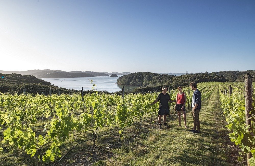Nueva Zelanda celebra 200 años como productor de vino