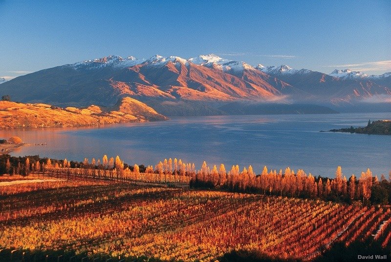 Nueva Zelanda celebra 200 años como productor de vino 1 Nueva Zelanda celebra 200 años como productor de vino