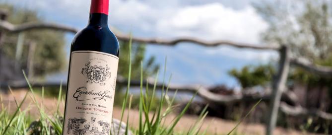 Escorihuela Gascón Organic Vineyard Malbec 2018