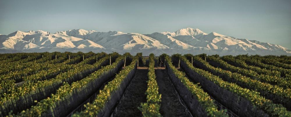 Reporte de la Vendimia 2020 de Doña Paula