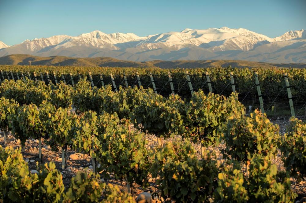 Reporte de la Vendimia 2020 de Doña Paula