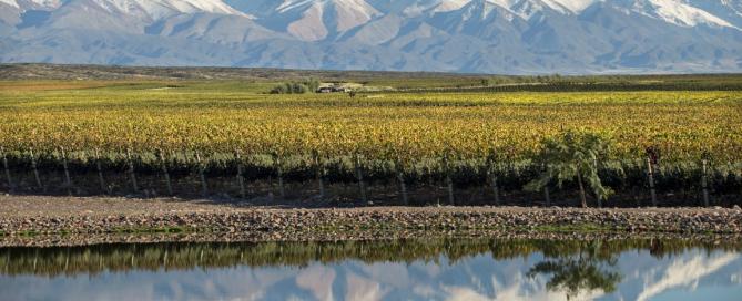 Reporte de la Vendimia 2020 de Doña Paula