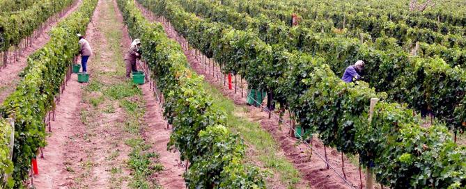 Reporte de la vendimia 2020 de Familia Schroeder