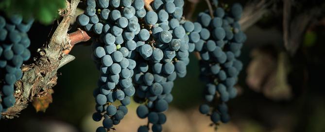 Vinos de la Luz Argentina inicia las celebraciones por el Día del Malbec con su Callejón del Crimen Gran Reserva 2017