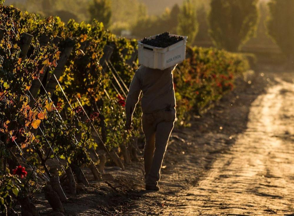 Reporte de la Vendimia 2020 de Alta Vista