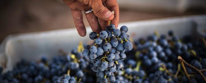 Reporte de la Vendimia 2020 de Alta Vista