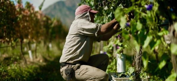 Reporte de la Vendimia 2020 de Grupo Colomé Cosecha