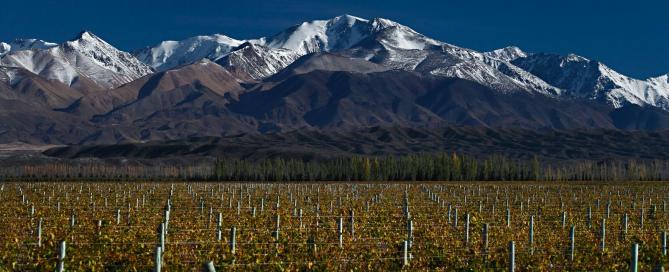 Desde un enfoque digital, Wines of Argentina profundiza el posicionamiento mundial del Vino Argentino