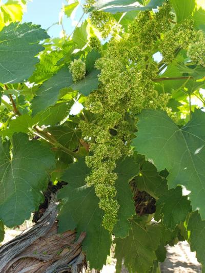 Del 12 al 19 de Octubre se celebra la Semana del Torrontés (1)