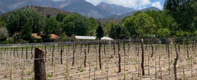El primer viñedo en El Salto - Huentala Wines