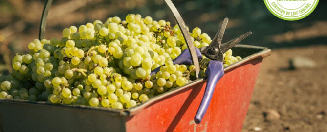 Bodega Cruzat obtuvo la certificación vegana