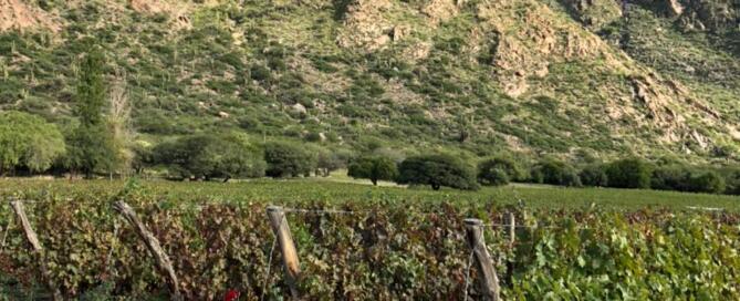 La Vendimia 2021 en Finca Las Nubes (3)