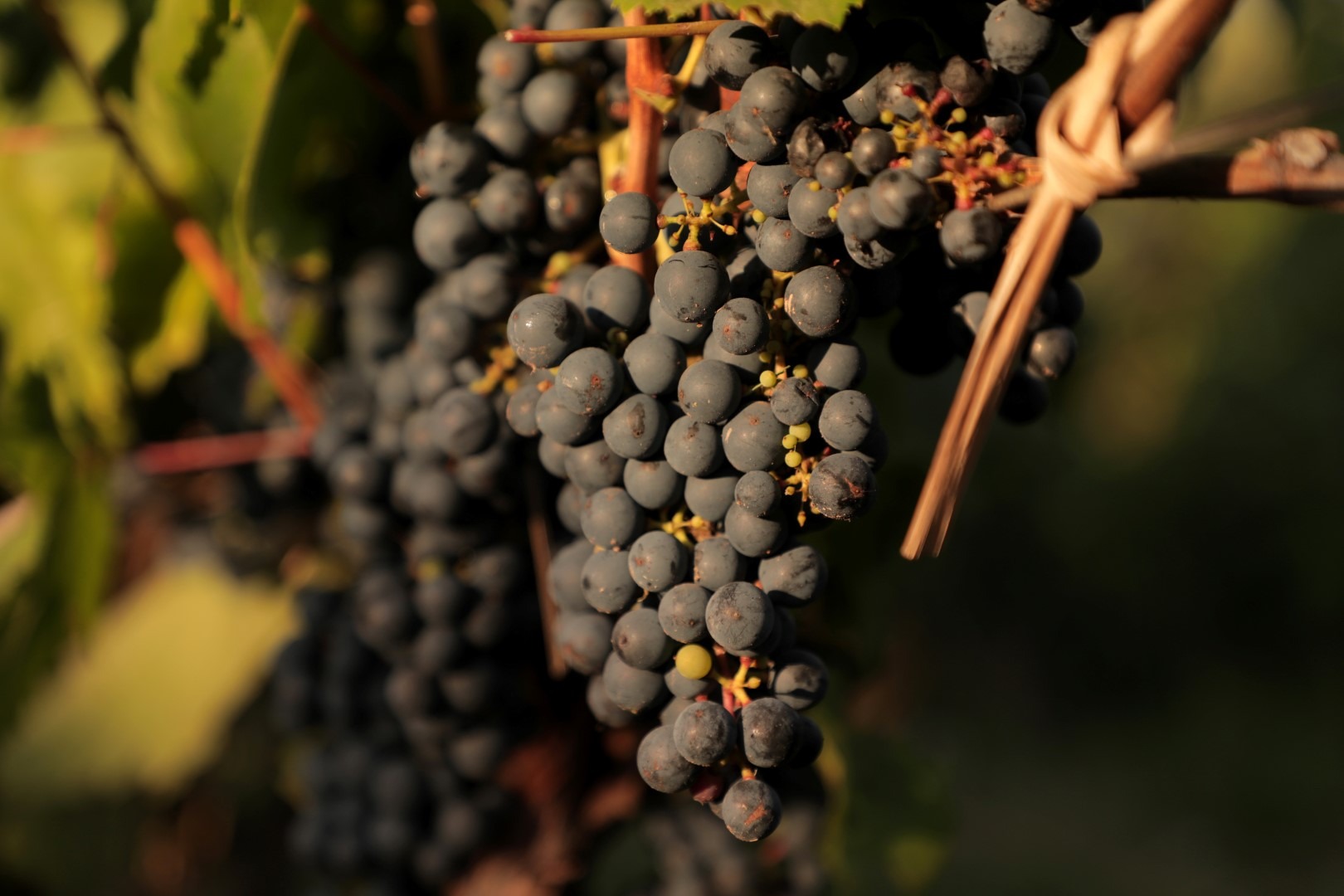 Las once ediciones del Malbec World Day hablan de su permanencia como la variedad argentina preferida en el mundo, reflejando su éxito comercial. Hoy los paladares globales están disfrutando de una amplia gama de Malbecs Argentinos, eligiendo aquel que mejor se adapta a su gusto sin otra explicación más allá del hecho de ser rico. Por eso, para la celebración de 2021, Wines of Argentina propone un concepto inclusivo que nos invita a identificarnos y sentirnos parte: #MalbecArgentino, ¡NOS gusta!