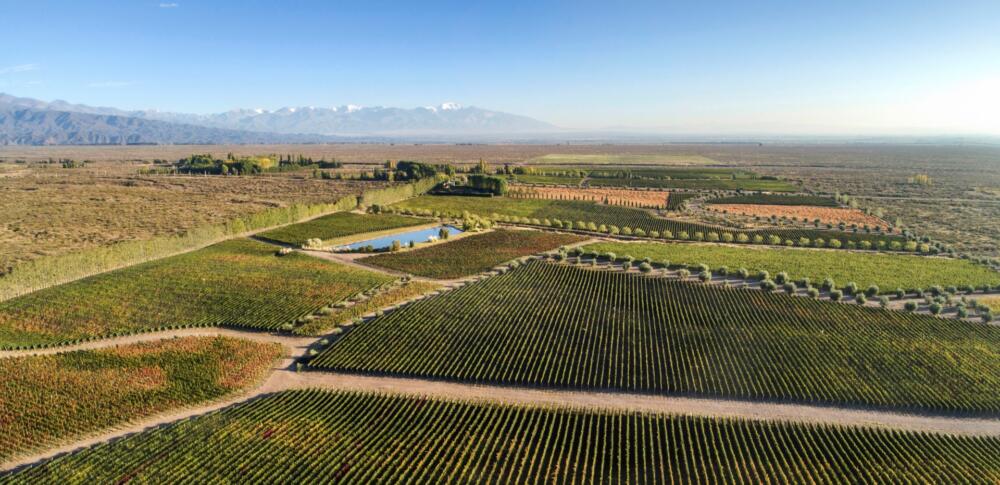 Terrazas de los Andes Grand presentó la cosecha (1)