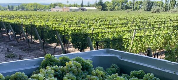 Reporte de Vendimia 2021 de Dartley Family Wines 2