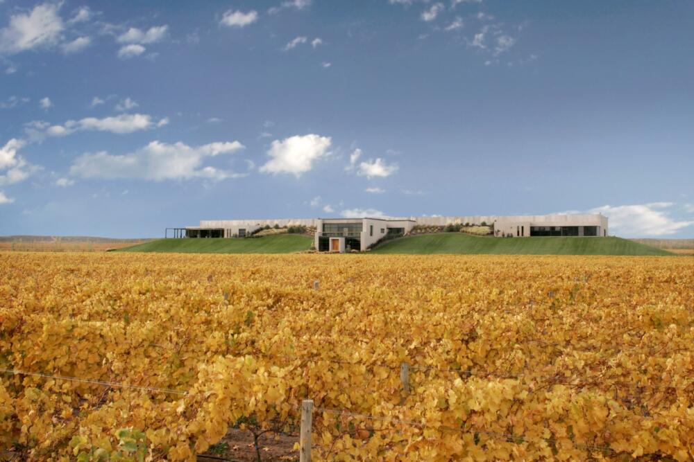 Bodega Malma es la primera bodega de la Patagonia en realizar la medición de la huella de carbono (3)