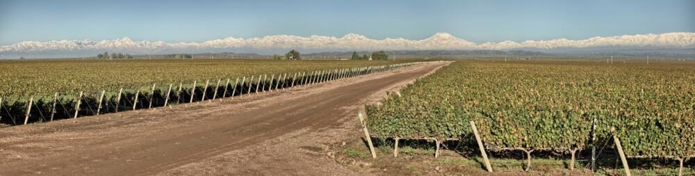 El Reporte de Cosecha 2021 de Bodega Doña Paula, por Martín Kaiser (1)