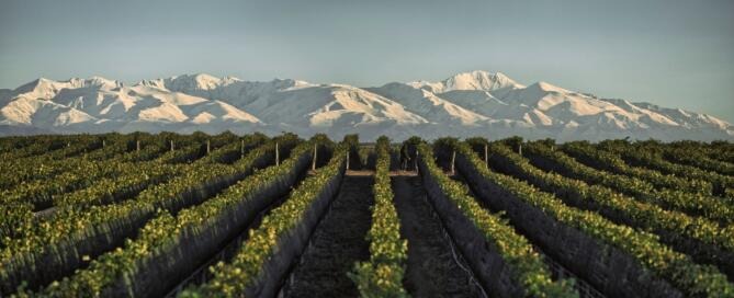 El Reporte de Cosecha 2021 de Bodega Doña Paula, por Martín Kaiser (2)