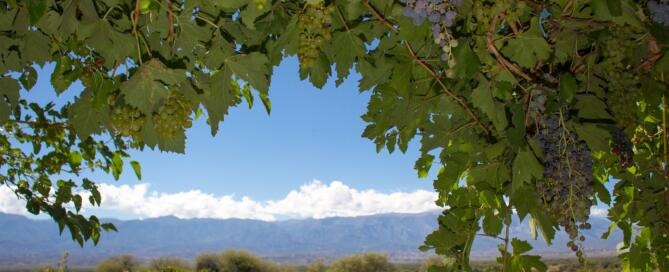 La Ruta del Vino Tucumano