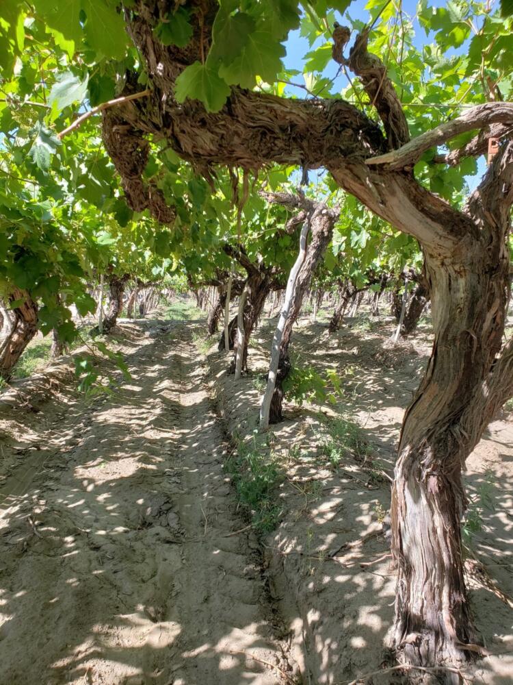 Parral Antiguo de Uva Criolla