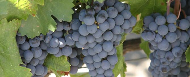 Uva criolla un vino que continúa escribiendo su historia