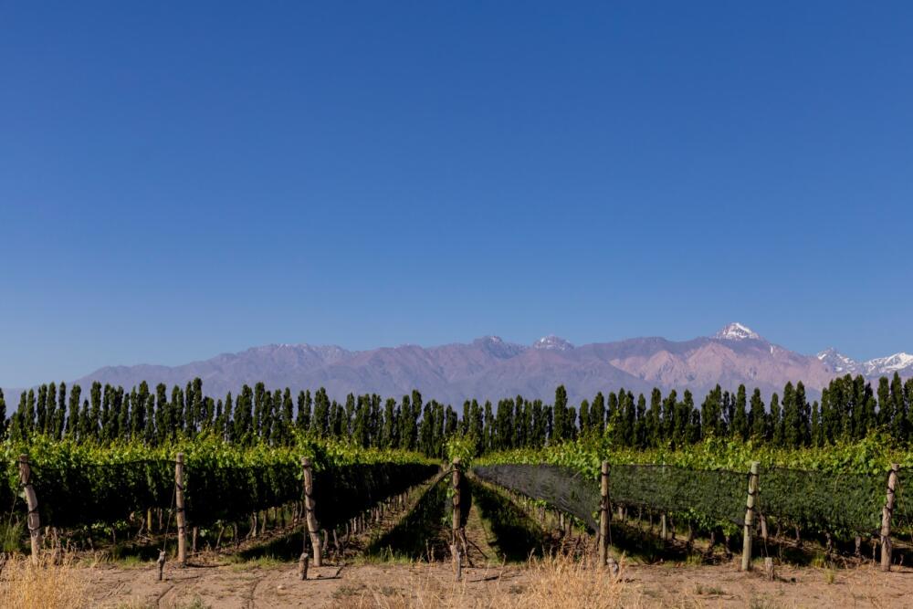 Finca San Pablo - Casa Boher Fincas