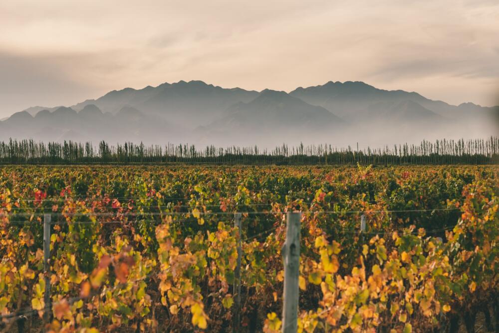 Finca Agrelo - Casa Boher Fincas