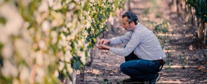 El Esteco celebra al Cabernet Sauvignon