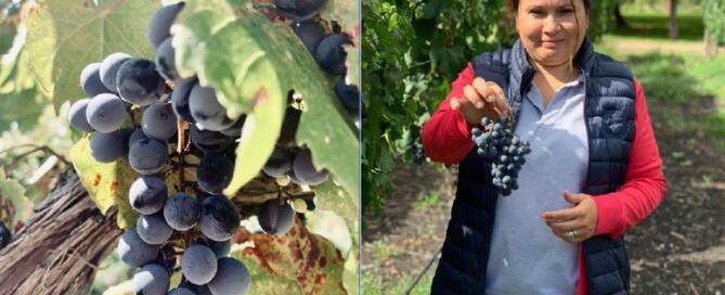 El Reporte de Cosecha 2021 de Karim Mussi