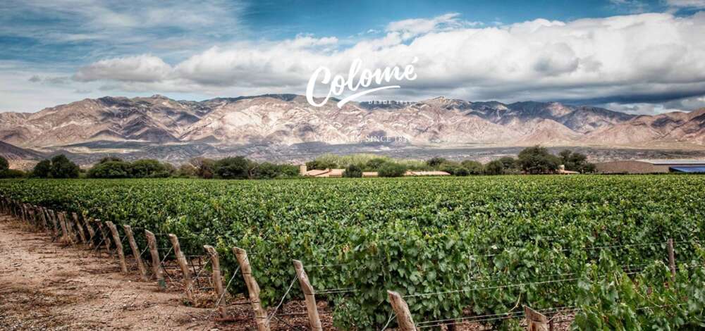 1831 Cabernet Sauvignon