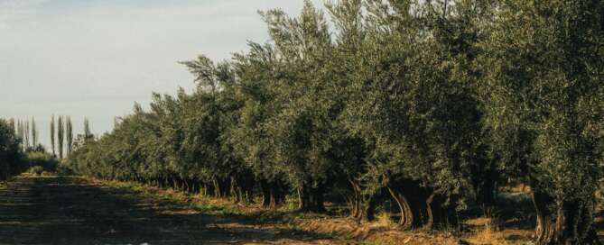 Olivícola Laur en busca de la primera Denominación de Origen para el Aceite de Oliva Mendocino