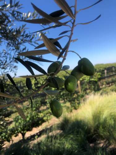 Pulenta Estate presenta su nuevo envase Pouch Up (2)