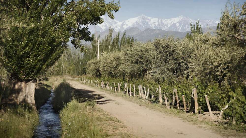 Viñedo de Trivento Eolo en Vistalba