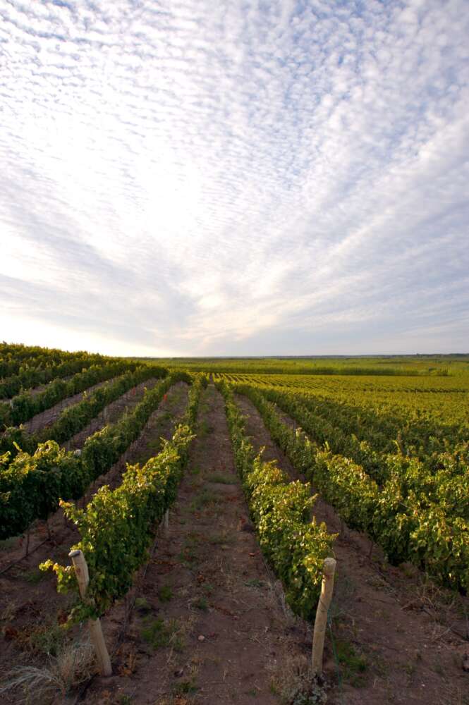 Bodega del Fin del Mundo presenta nueva imagen