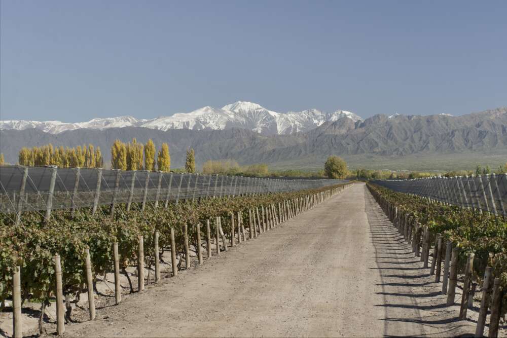 Terrazas de los Andes - Finca los Cerezos