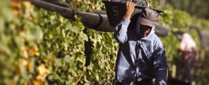 ¿Qué compras cuando compras vino Fairtrade de Latinoamérica?