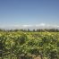 Visitar Bodegas en Mendoza